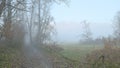 Woodland landscape immersed in the thick autumn fog Royalty Free Stock Photo