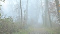 Woodland landscape immersed in the thick autumn fog Royalty Free Stock Photo