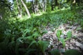 Woodland landscape with lily of the valley flowers Royalty Free Stock Photo