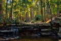 Woodland landscape in Swallow Falls State Park, Maryland