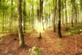 Woodland landscape with tall trees and a sun flare in a forest. Trunks of young oak or spruce trees growing in outside