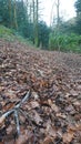 Woodland leafy floor path