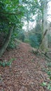 Woodland leafy path