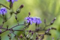 Woodland Lettuce Wildflower - Lactuca floridana Royalty Free Stock Photo