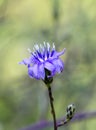 Woodland Lettuce Wildflower - Lactuca floridana Royalty Free Stock Photo