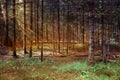 Woodland magical forest and sun rays for background. Royalty Free Stock Photo