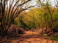 Woodland management or cutting down trees. Royalty Free Stock Photo