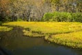 Woodland Marsh in Craig County, Virginia, USA Royalty Free Stock Photo