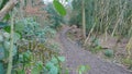 Woodland muddy walk by stream