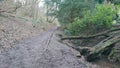 Woodland muddy walk by stream