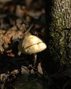 Woodland Mushroom tucked in next to a tree Royalty Free Stock Photo