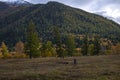 Woodland nature. Autumn mountains with forest background. Beautiful fall nature.