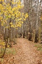 Woodland nature outdoor relax leisure concept. Redhead lady cycling in park. Ginger girl riding on bike through autumnal Royalty Free Stock Photo