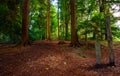 Woodland near Westerham in Kent, UK in fall (autumn) Royalty Free Stock Photo