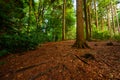 Woodland near Westerham in Kent, UK in fall (autumn) Royalty Free Stock Photo