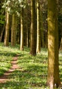 Woodland Path Royalty Free Stock Photo