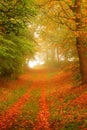 Woodland path in autumn Royalty Free Stock Photo
