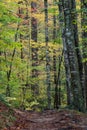 Woodland path autumn background passage Royalty Free Stock Photo