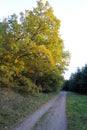 Woodland path in autumn colors Royalty Free Stock Photo