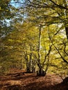 Woodland path autumn sunshine Royalty Free Stock Photo