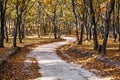 Woodland path in the autumn woodland. Royalty Free Stock Photo