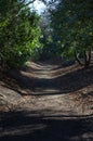 Woodland Path at Beaumont Park