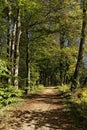 Woodland path with beech trees in autumn
