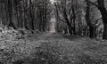 Woodland Path In Black And White