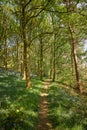 Woodland path through bluebell meadow