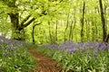 Woodland path with bluebells