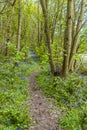 A woodland path bordered by bluebells in a wood in Leicestershire Royalty Free Stock Photo