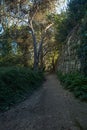 Woodland path, Buskett, Malta, Mediterranean