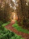 Woodland Path in the Fall Royalty Free Stock Photo