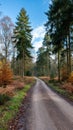 Woodland Path Through Forest with Tall Evergreen Trees and Ferns Under Blue Sky Royalty Free Stock Photo