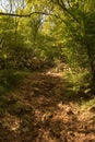 Woodland Path Near Glavotok, Krk, Croatia Royalty Free Stock Photo