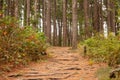 Woodland Path with Roots and Pine Needles