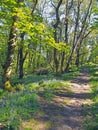 Woodland path running though a carpet of wild english bluebells and vibrant spring beech trees in bright sunlight