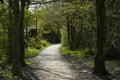 Woodland Path in Spring in Burnley England