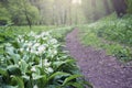 A woodland path in spring, with wild garlic flowers Allium ursinum carpeting the ground.