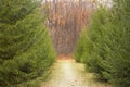 Woodland path in the spruce forest. Beautiful autumn landscape with trail in the park. Long trail in the autumn coniferous wild Royalty Free Stock Photo