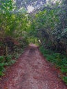 Woodland path though a ancient thoroughfare Devon uk