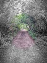Woodland path though a ancient thoroughfare Devon uk