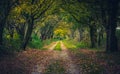 Woodland path through trees in autumn Royalty Free Stock Photo