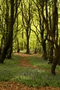 Woodland path with trees and bluebells