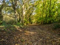 Woodland path in the UK in Autumn with leaves Royalty Free Stock Photo