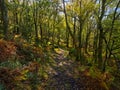 Down the steep woodland path in the autumn sunshine Royalty Free Stock Photo