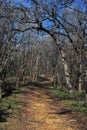 Woodland Path in Winter Royalty Free Stock Photo