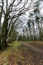 Woodland path in winter Royalty Free Stock Photo