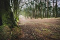 Woodland path in winter Royalty Free Stock Photo