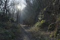 Woodland Paths, Beaumont Park, Huddersfield